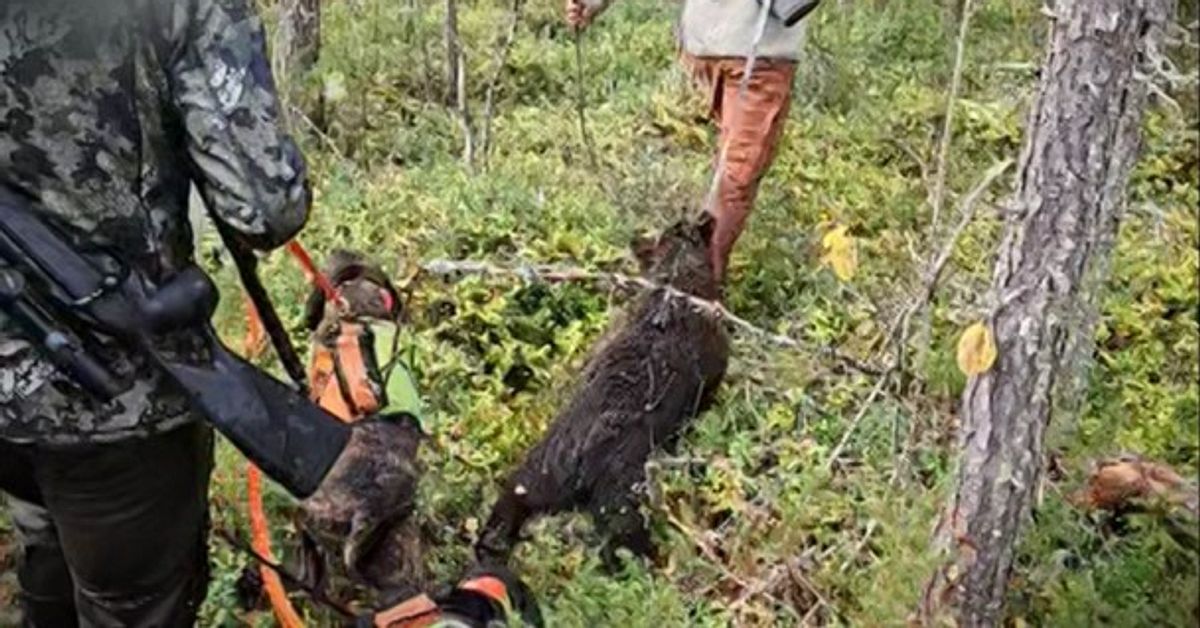 Dom i uppm&auml;rksammade jaktbrottsm&aring;let &ndash; tre d&ouml;ms till  f&auml;ngelse f&ouml;r grovt jaktbrott