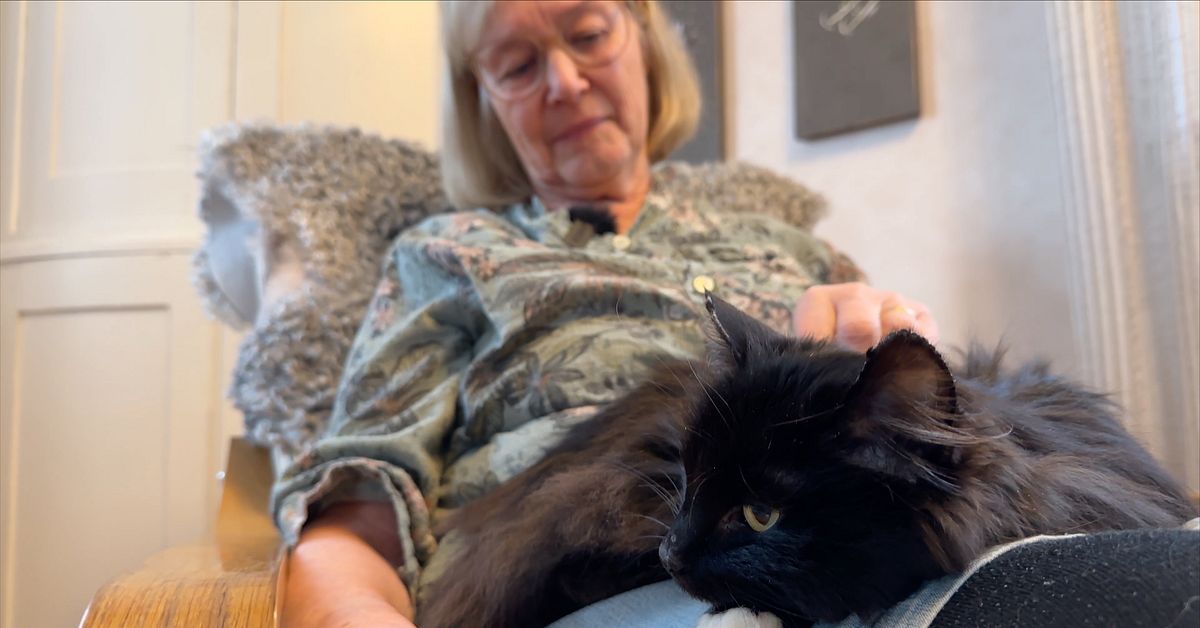 Katten Svea i &Ouml;stra Deje hemma igen &ndash; efter &aring;tta m&aring;nader p&aring; rymmen