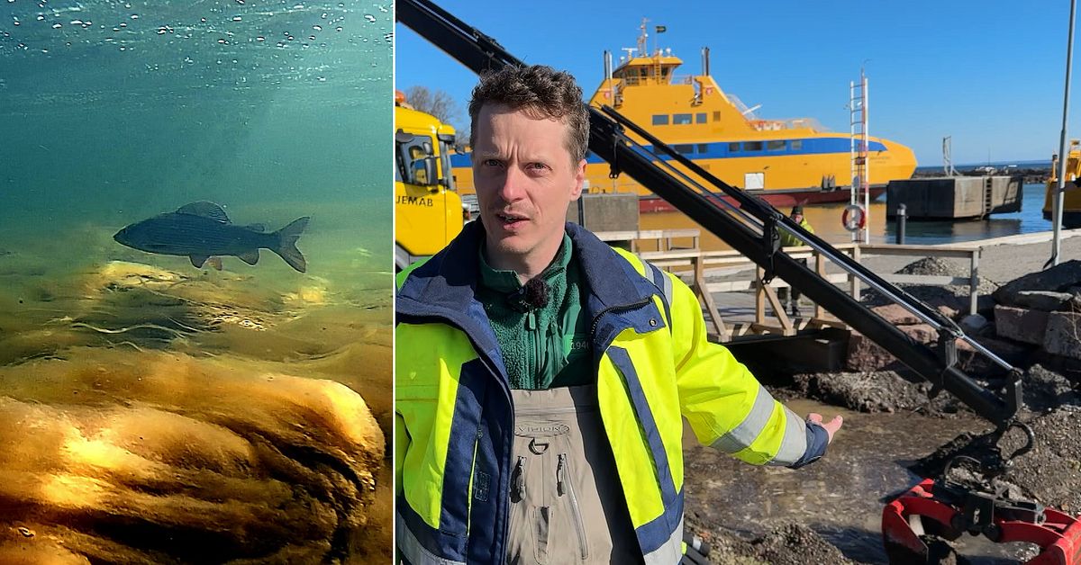 Hotade harren f&aring;r ov&auml;ntad hj&auml;lp &ndash; av bilf&auml;rjorna till Visings&ouml;