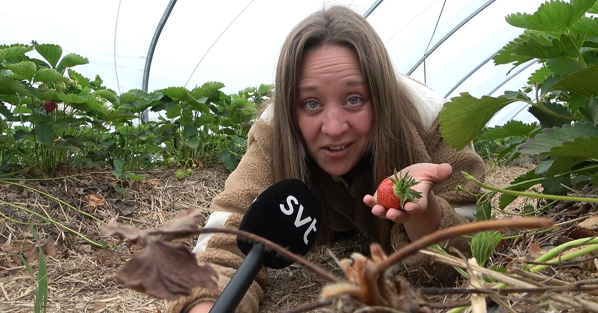 Kallaste maj på fem år – jordgubbsodlare i Målilla kämpar mot frosten