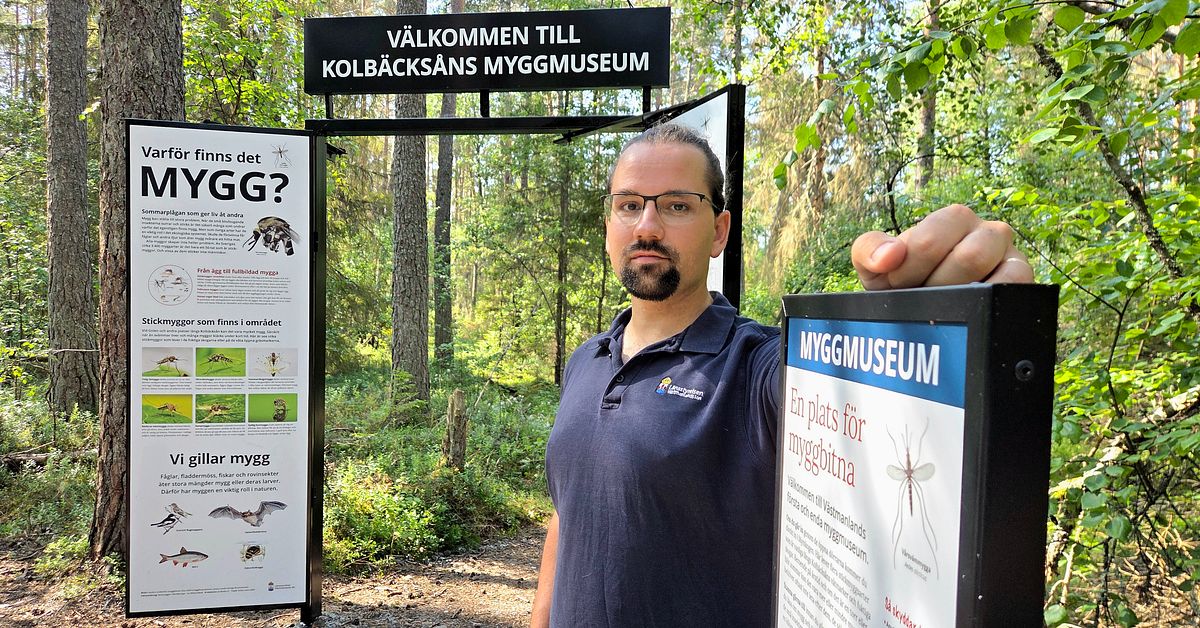 H&auml;r &auml;r landets enda aktiva myggmuseum &ndash; &ouml;ppnar efter mygginvasionen i Surahammar