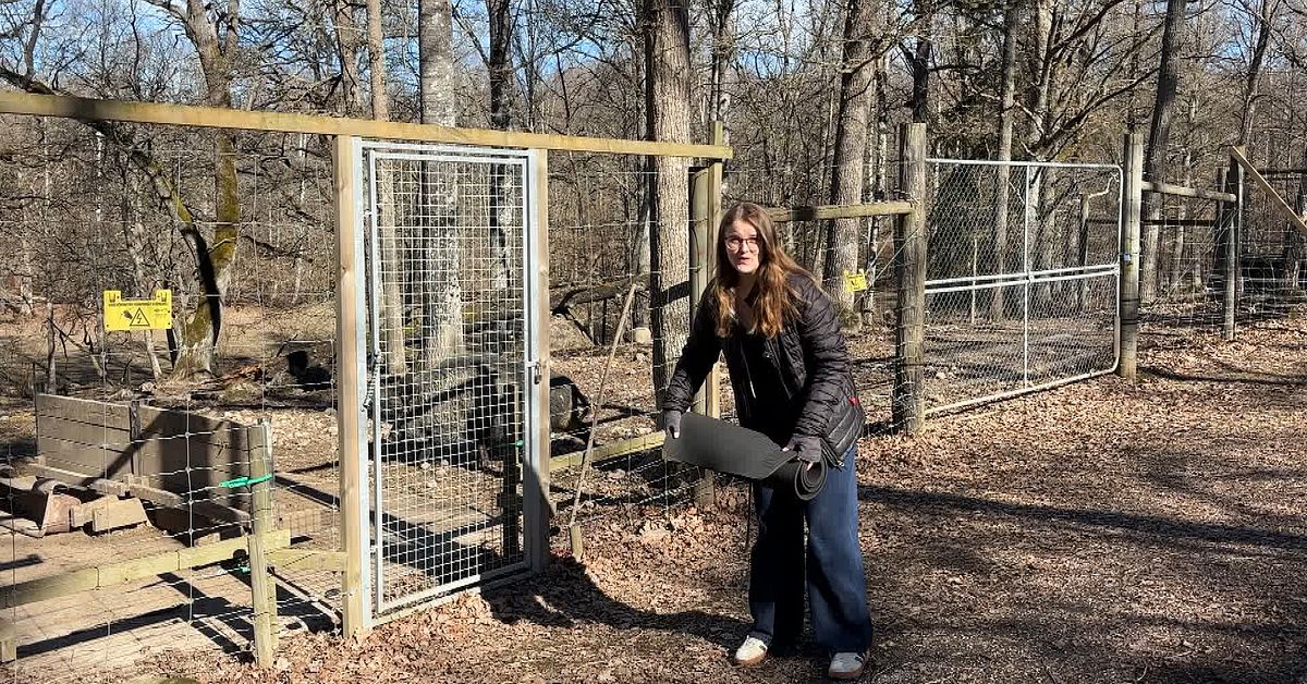 Sillsemlor, sj&auml;lvk&ouml;rande kundkorgar och yoga med vildsvin &ndash; h&auml;r &auml;r &aring;rets aprilsk&auml;mt i S&ouml;rmland