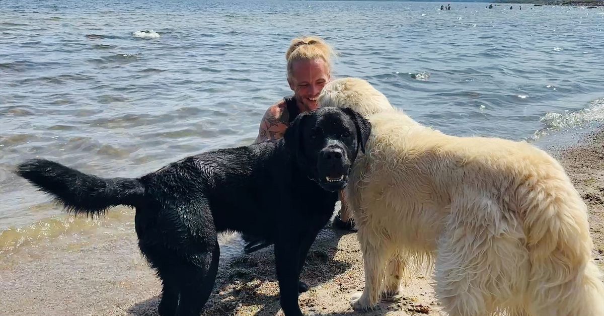 Hunddagiset i Sundsvalls bästa tips: Så skyddar du hunden i värmeböljan