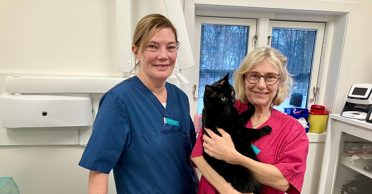 After a year with the new law hundreds of thousands of cats