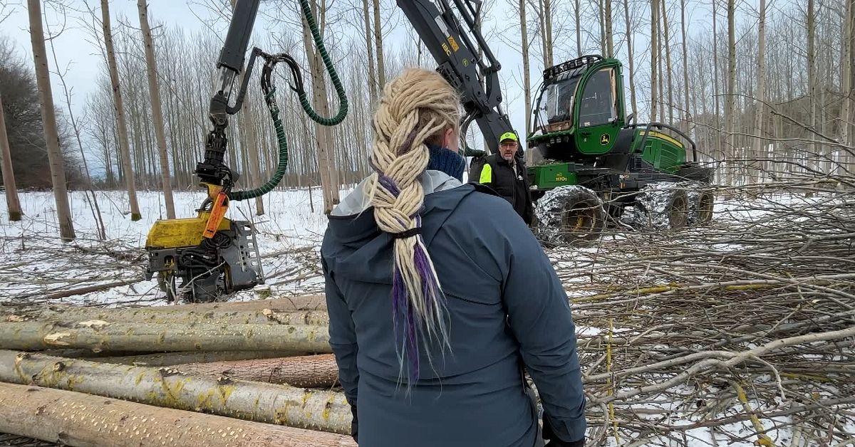 Storsatsning p&aring; hyggesfri avverkning av sk&aring;nsk skog