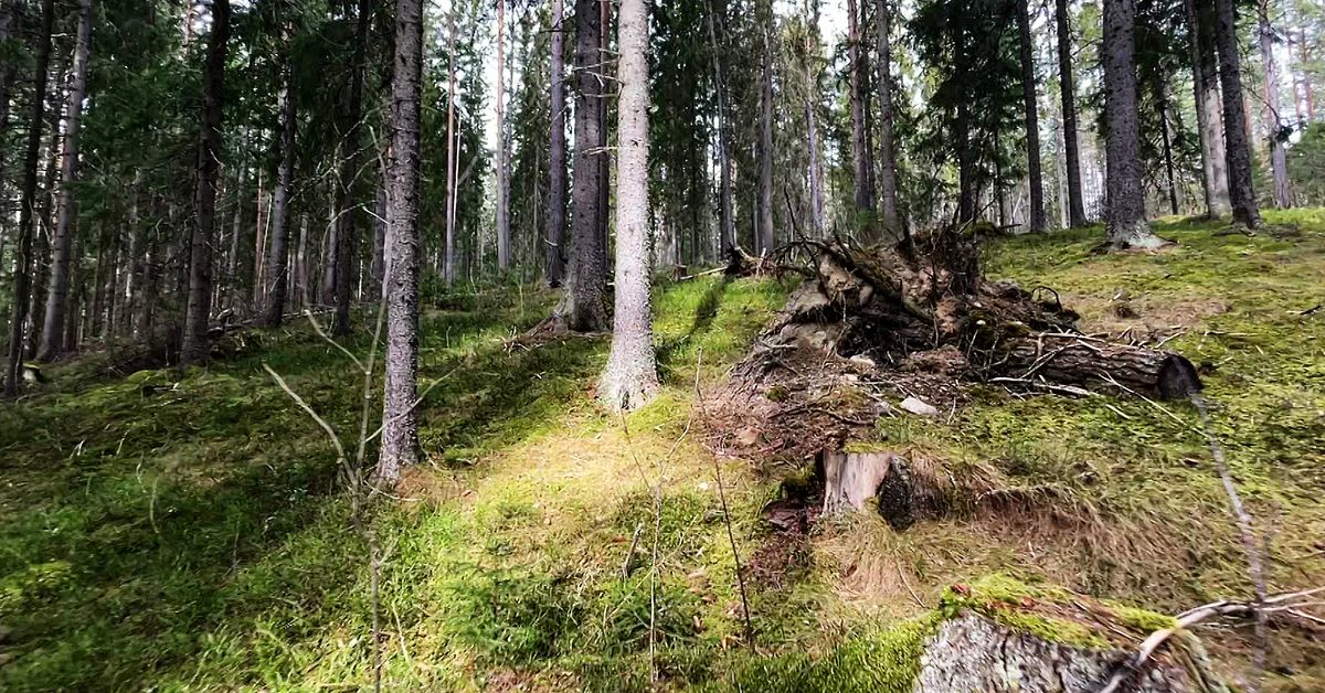 Ers&auml;ttning f&ouml;r artskyddet f&aring;r LRF Norrbotten att jubla