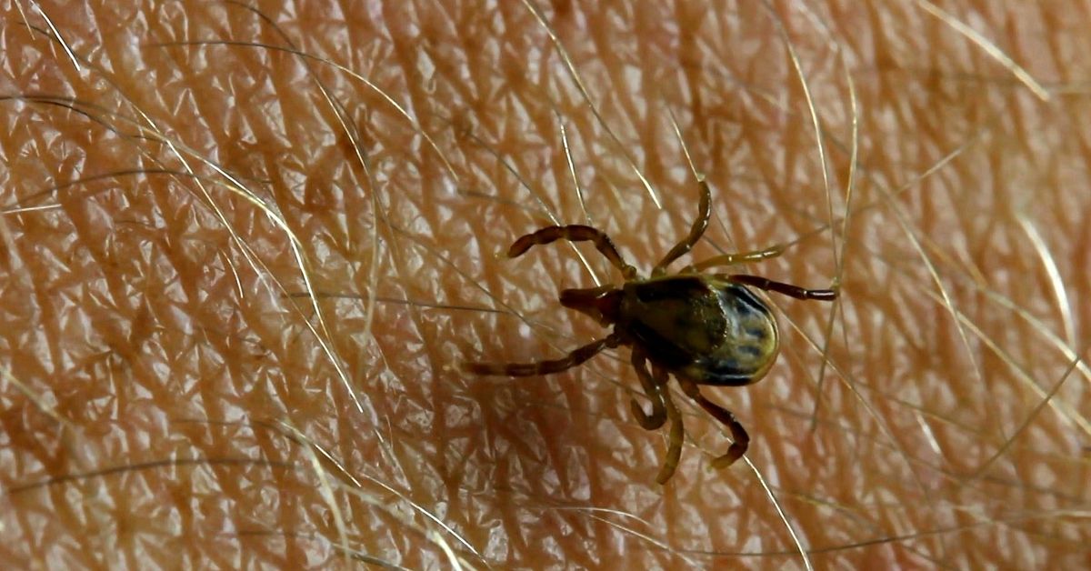 Därför är TBE-smittans spridning ett mysterium