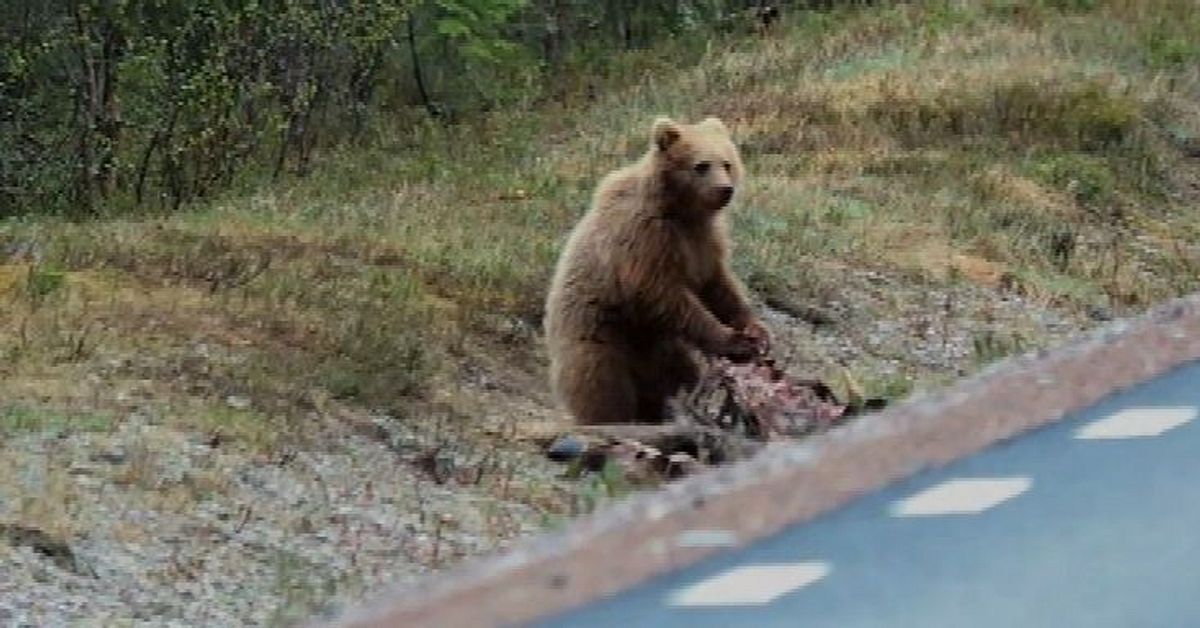 Se Stinas bj&ouml;rnfrossa &ndash; m&ouml;tte fyra bamsingar p&aring; tre dagar