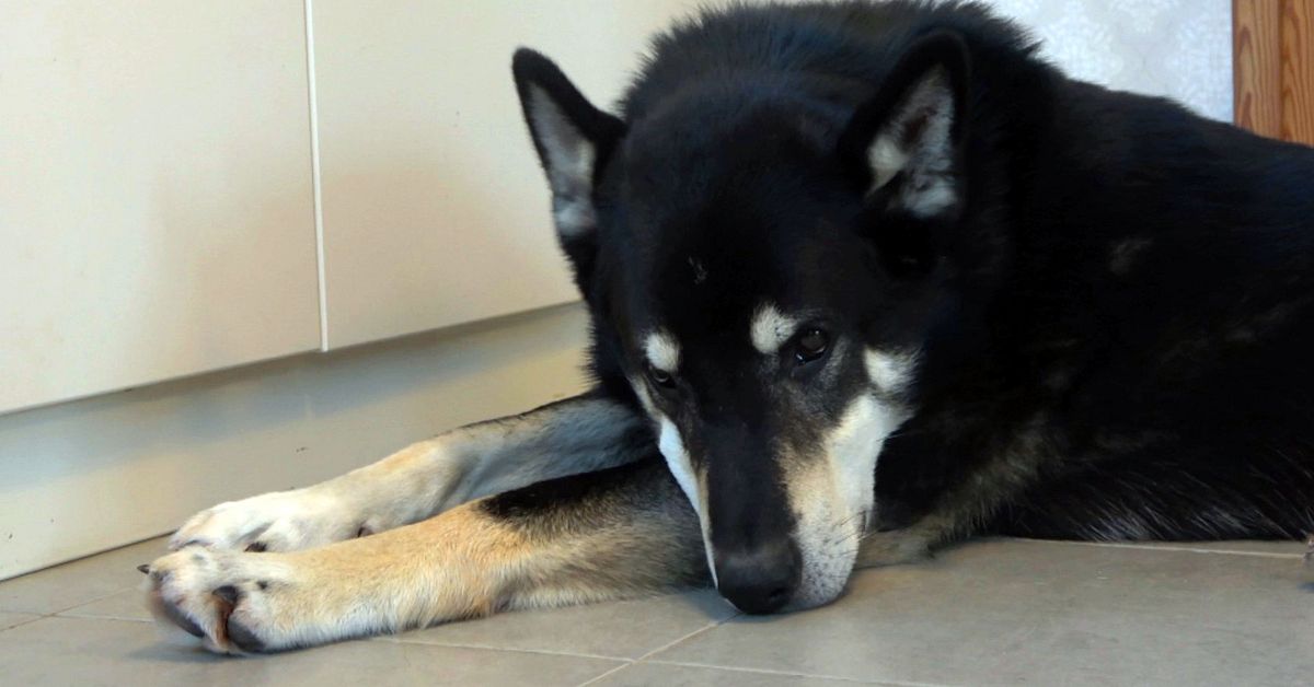 Tjalmo i Harads &ouml;verlevde n&auml;stan tv&aring; veckor i 35 minusgrader