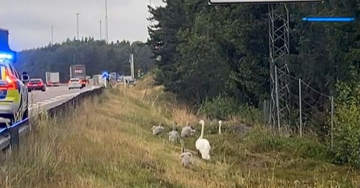 Polisen r&auml;ddade en svanfamilj p&aring; E4 i Nyk&ouml;ping