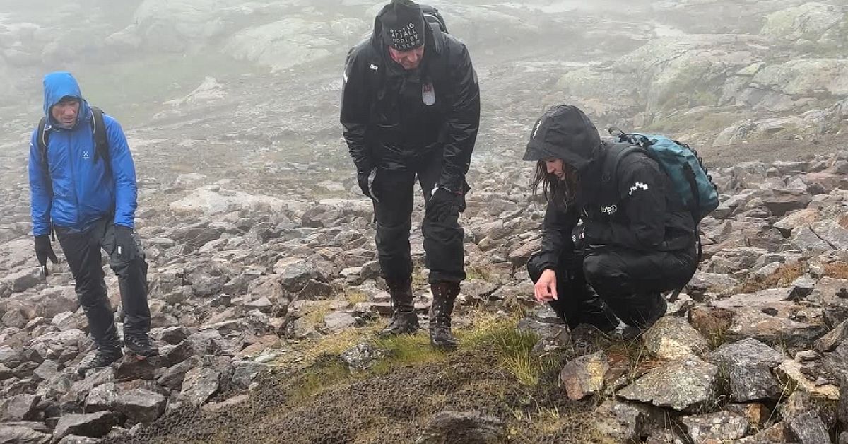 Unikt projekt på Åreskutan – växtlighet förs tillbaka till skadat fjäll
