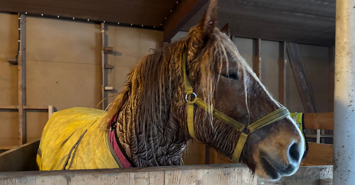 Ungh&auml;sten Denni genom isen i &aring; utanf&ouml;r Bj&ouml;rk&ouml;by