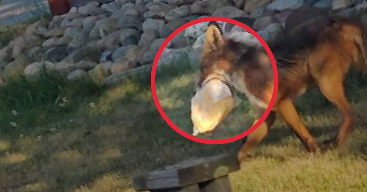 Här fångas ovanliga tjuven i Nykvarn på film