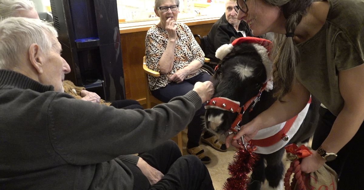 Miniponnyn Enya blev tomte &ndash;  firade in julen p&aring; &auml;ldreboendet: &rdquo;S&aring; s&ouml;t&rdquo;