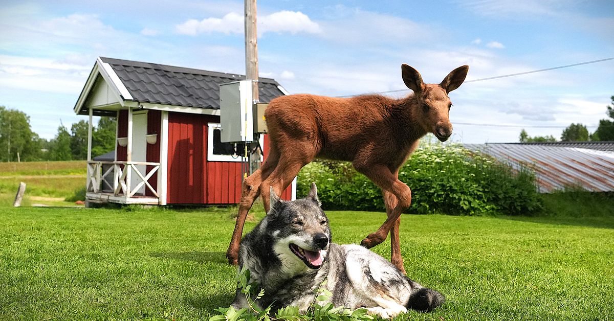 &Auml;lgkalven Stina fick en ov&auml;ntad extrapappa &ndash; jakthunden Boss