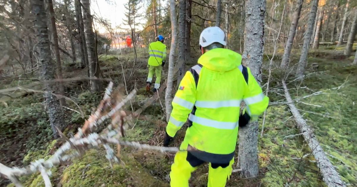 Tusentals tr&auml;d blockerar eln&auml;ten &ndash; h&auml;r r&ouml;jer Eon efter stormen