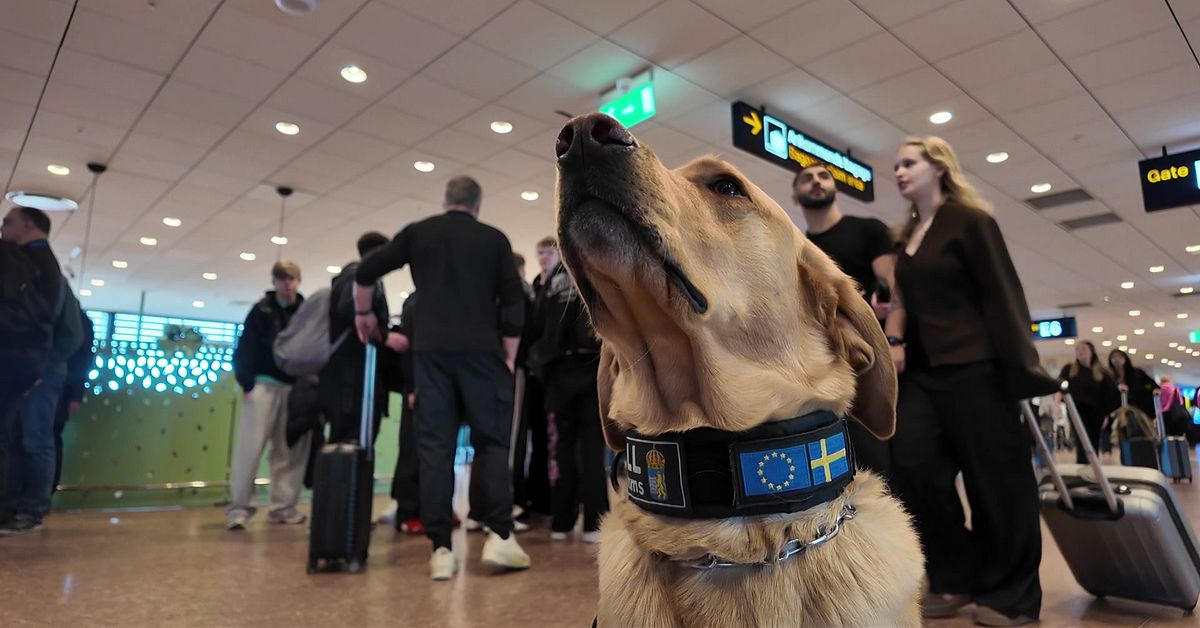 Nu jagas g&auml;ngens pengar &ndash; med unik sedelhund