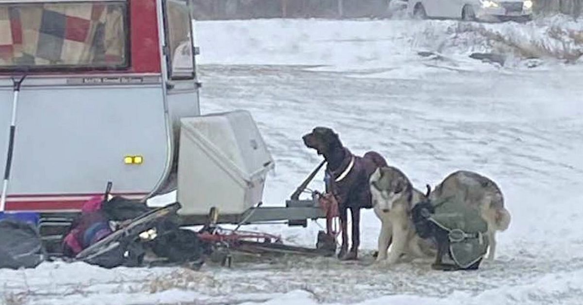 Bodde med sju hundar i husvagn &ndash; kvinna d&ouml;ms f&ouml;r grovt djurpl&aring;geri