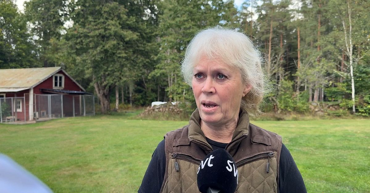 Ny lag f&ouml;r efters&ouml;ksj&auml;gare &ndash; kan r&aring;ka skjuta varandra