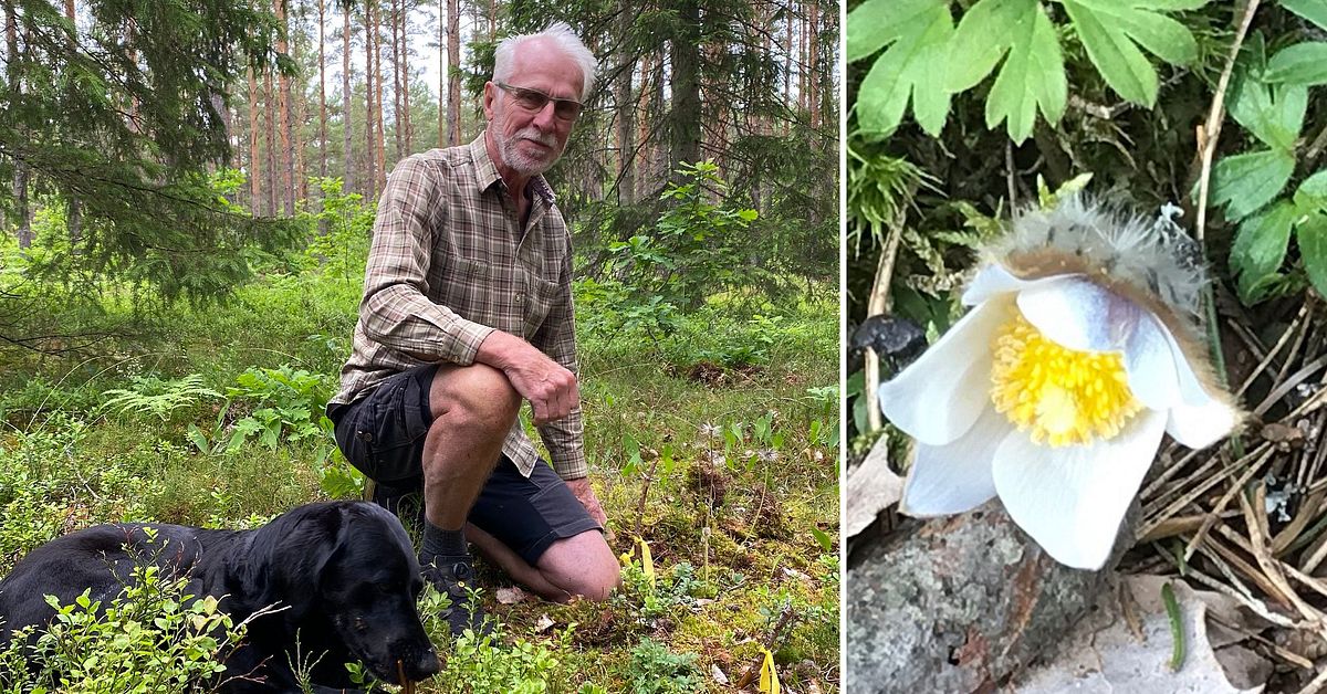 Larmet – rödlistade mosippor stjäls ur skogen