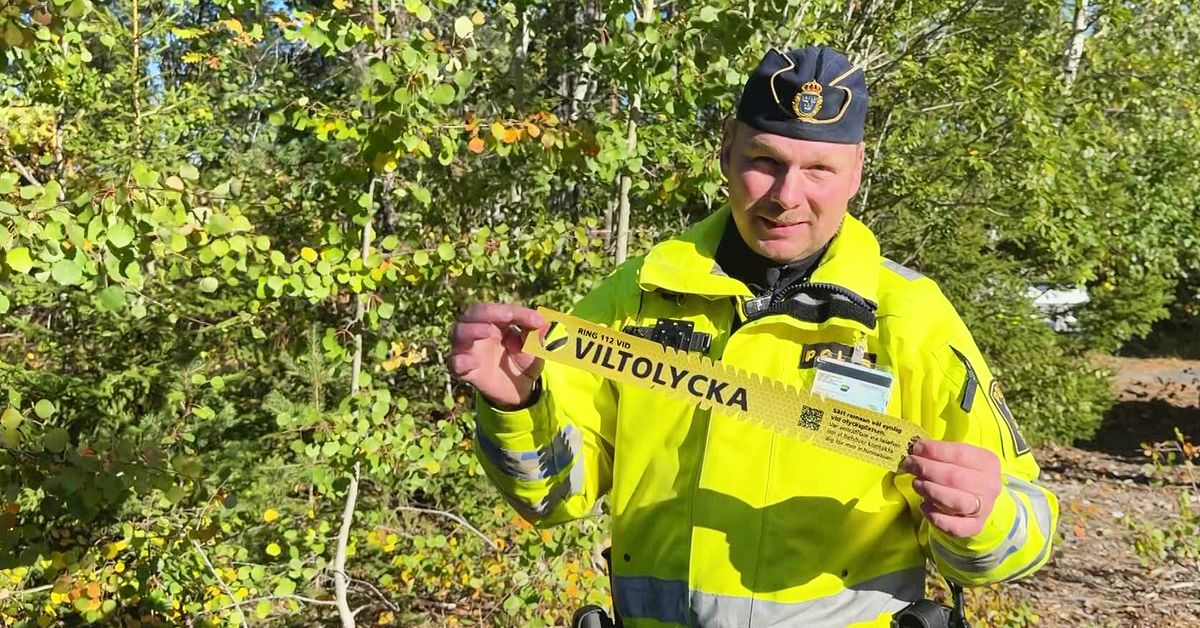 Kraftig &ouml;kning av viltolyckor i S&ouml;rmland: &rdquo;Mycket k&auml;rlek i skogen nu&rdquo;