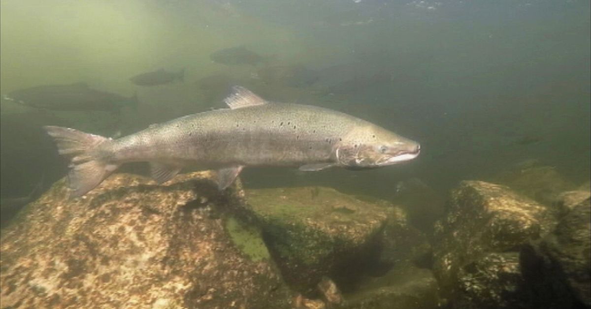 Stor del av laxfiskekvoten f&aring;ngas i fredningsomr&aring;de