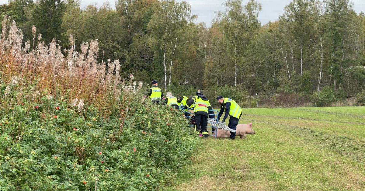 Lastbil med 160 grisar v&auml;lte p&aring; v&auml;g 24 utanf&ouml;r H&auml;ssleholm &ndash; h&auml;r f&ouml;rs&ouml;ker polisen f&aring;nga in grisarna