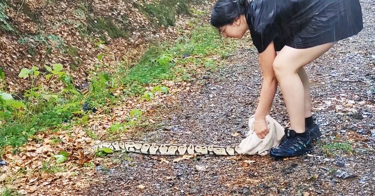 Oväntade mötet i svampskogen – här fångar Daniella, 20, pytonormen i Åkulla bokskogar