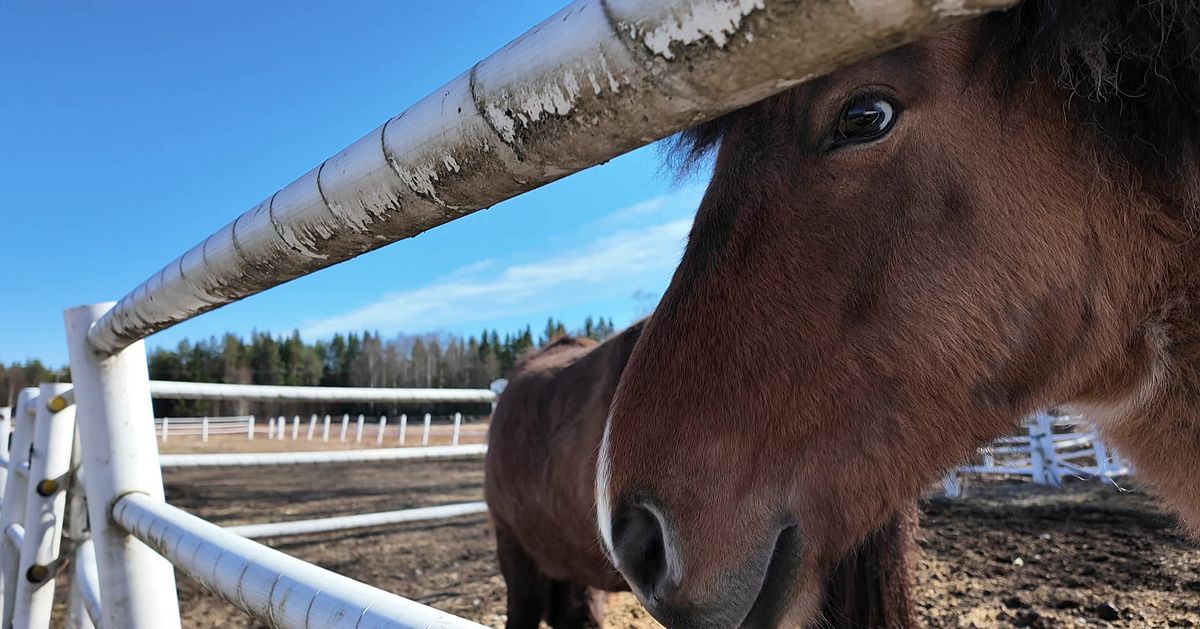 Bj&ouml;rn till attack i S&auml;var utanf&ouml;r Ume&aring; &ndash; &aring;t upp f&ouml;l