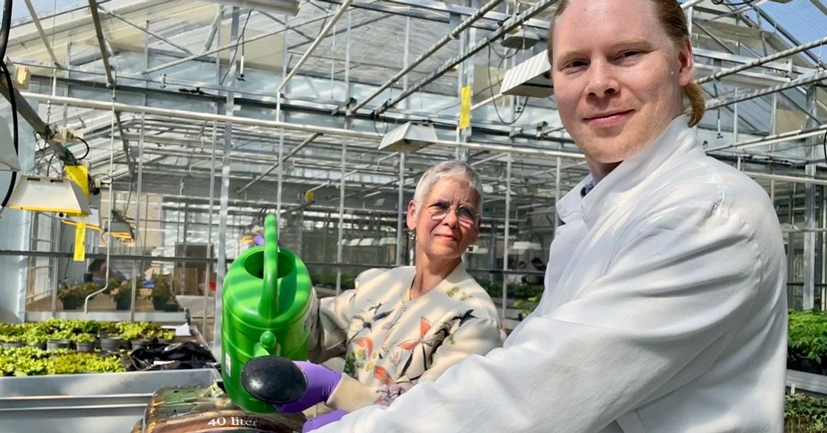 Odlingsjord kan ge legionella &ndash; s&aring; skyddar du dig