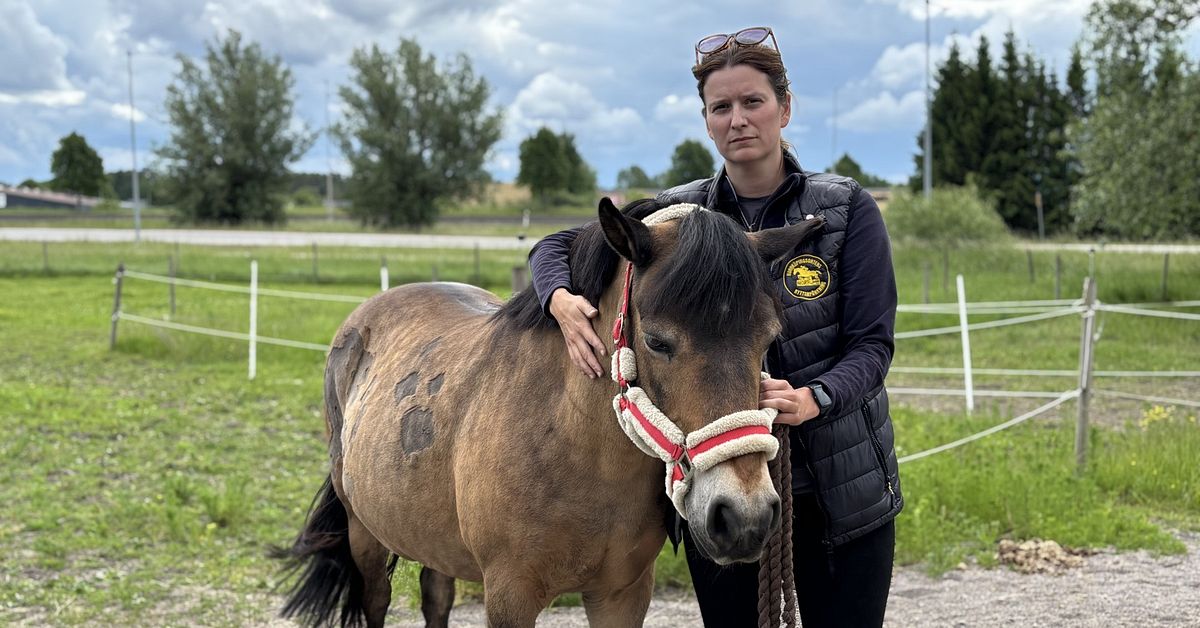 Ponnyn Mira attackerades av hund – fick 30 bett