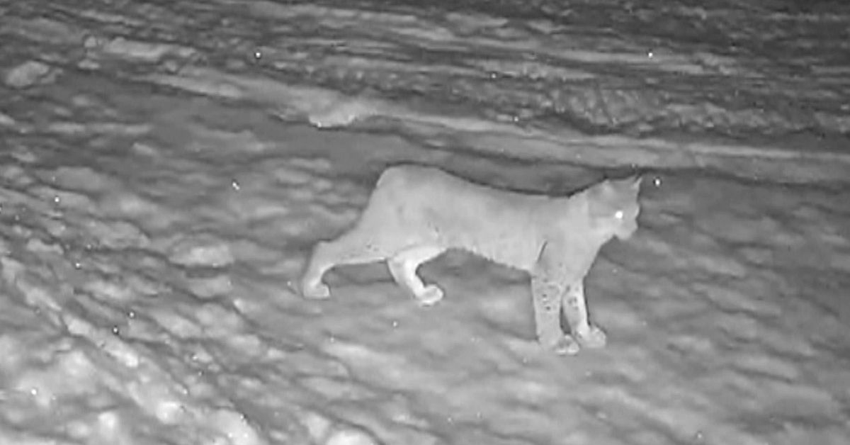 H&auml;r stryker lodjuret omkring i Lule&aring; &ndash; tittar rakt in i kameran