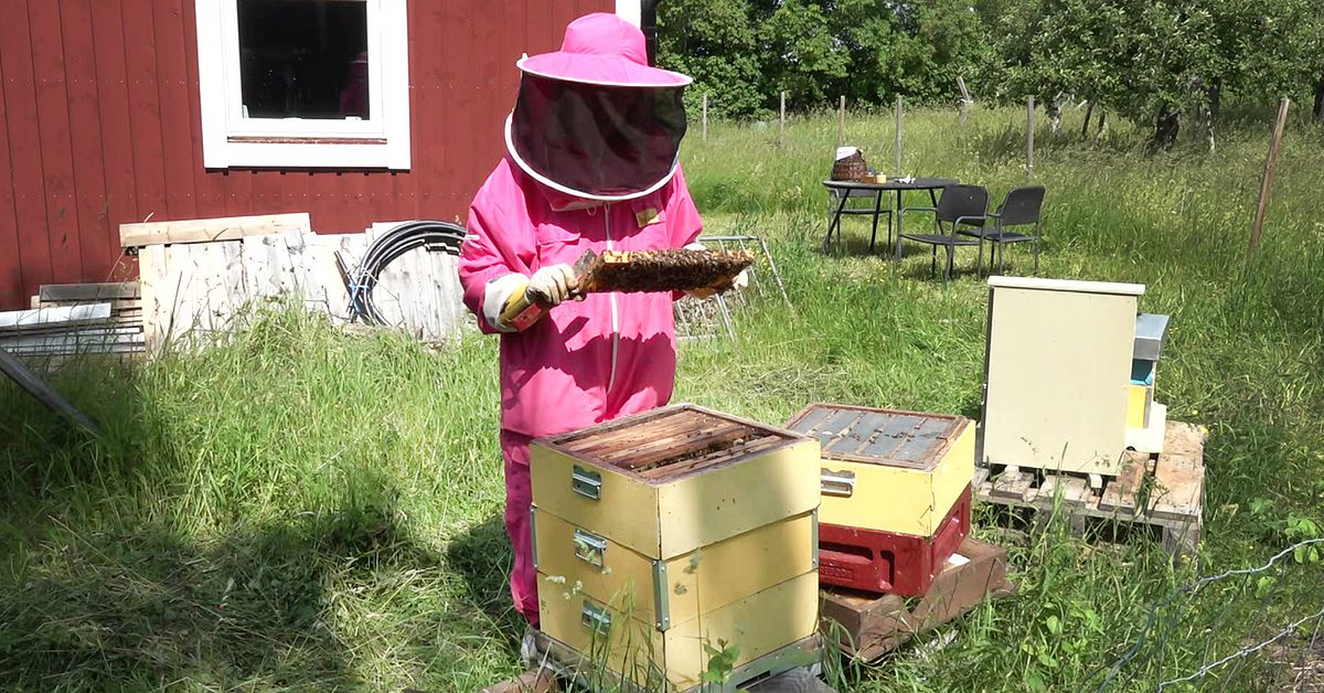 Stor risk för brist på honung efter mild vinter och blåsig vår