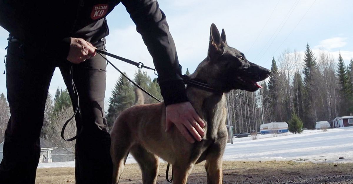 Nu åker hunden Jihn till Ukraina för att söka i rasmassorna