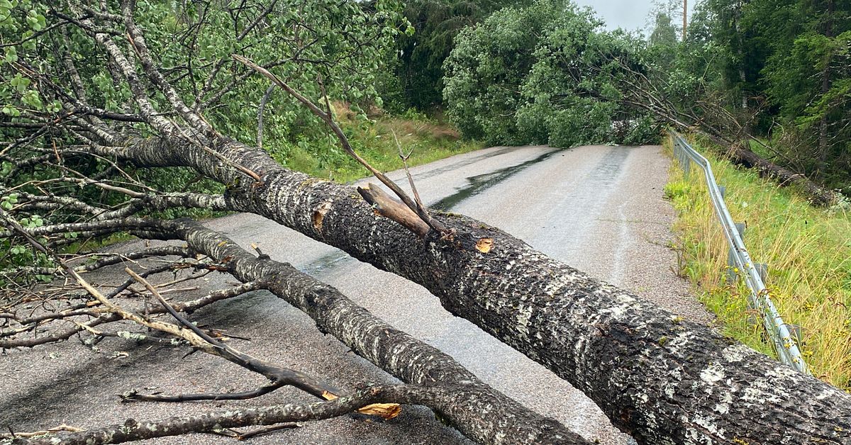 Vägar blockerade av träd söder om Härnösand efter lokalt oväder