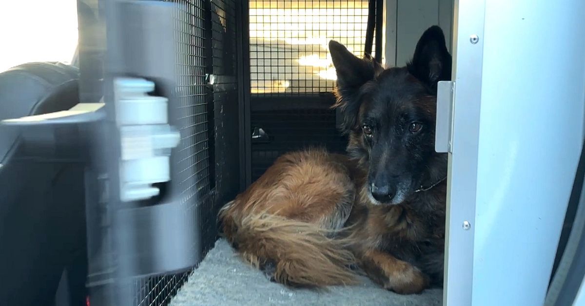 Polisen &auml;ndrar hundf&ouml;rarnas bilar efter kritik mot burar