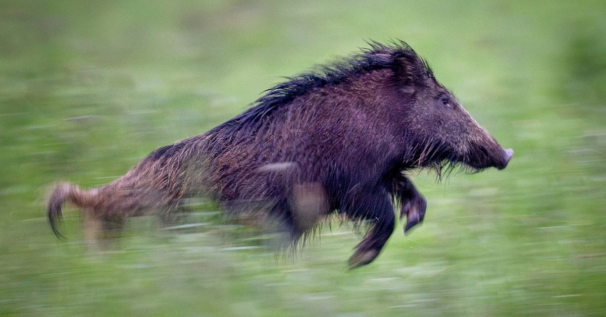 Vildsvin p&aring;k&ouml;rt vid Ljungdalen: &rdquo;V&auml;ldigt ovanligt med vildsvin i l&auml;net&rdquo;
