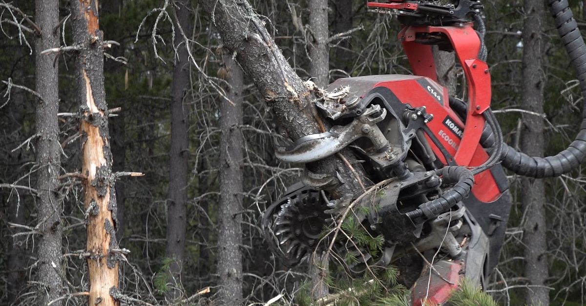 Nestlé bojkottar norrländskt skogsbruk – ingen oro på SCA