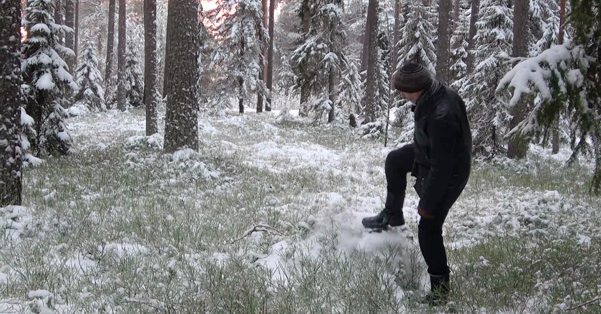 Kommuner i Norrbotten ställer om till hyggesfritt skogsbruk