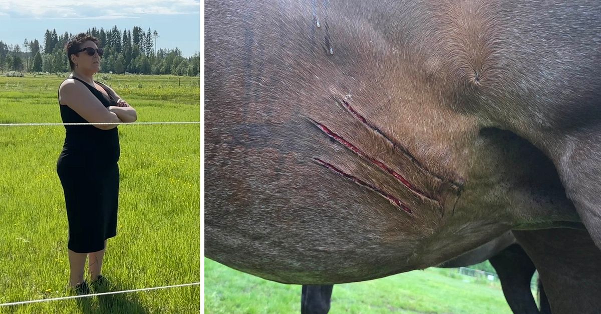 Häst riven i hagen utanför Piteå – trolig björnatt