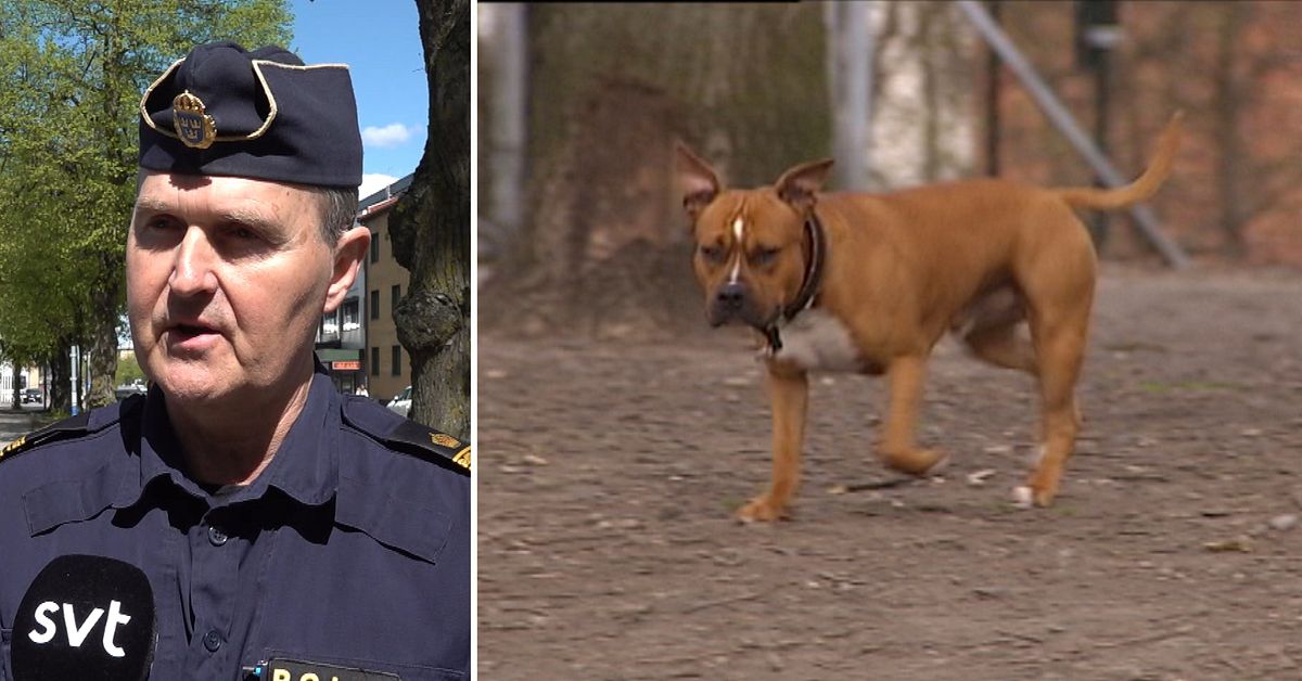Sv&aring;rt skadad hund hittades bunden i V&auml;xj&ouml; &ndash; avlivades p&aring; plats