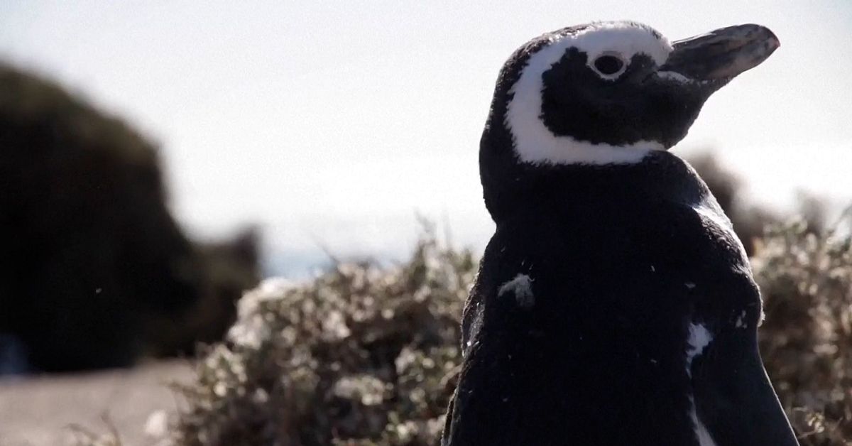 Satellits&auml;ndare p&aring; pingviner:  Ska styra beslut om fiske och sj&ouml;fart