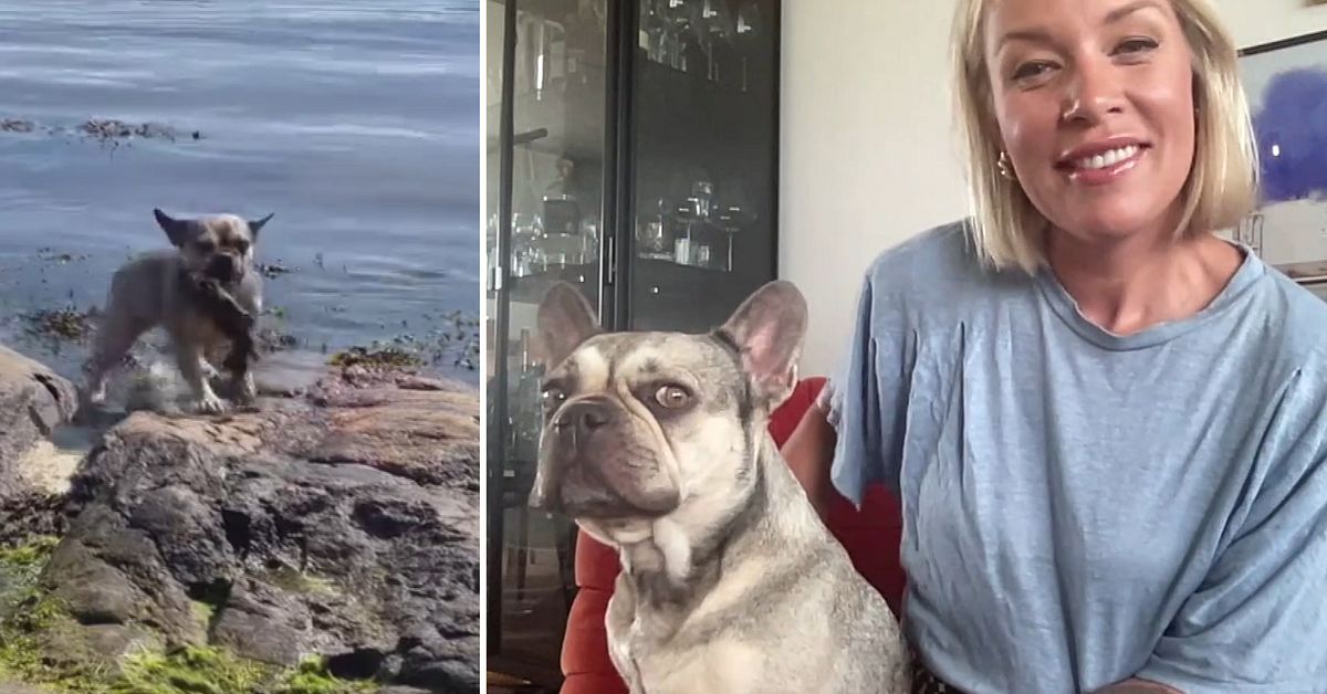 Här dyker hunden Cleo efter ostron i Lysekil