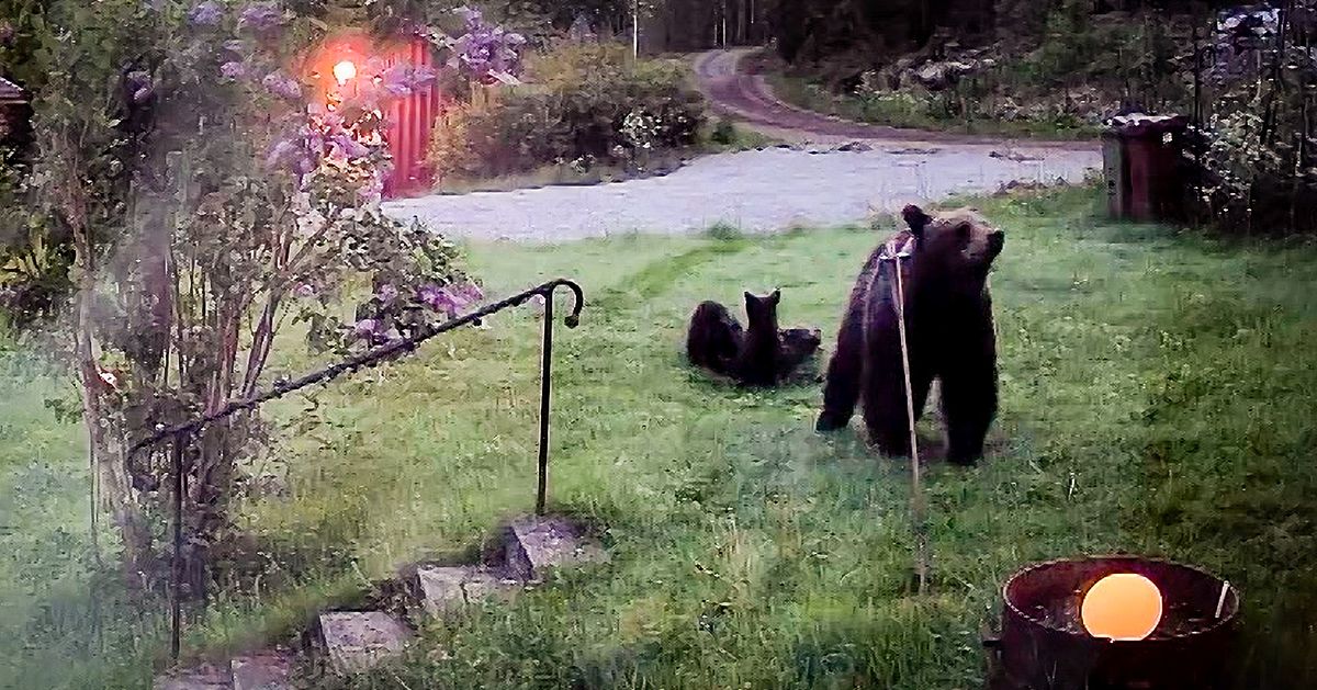 Se bj&ouml;rnmamman gosa med sina ungar p&aring; gr&auml;smattan i J&auml;rvs&ouml;