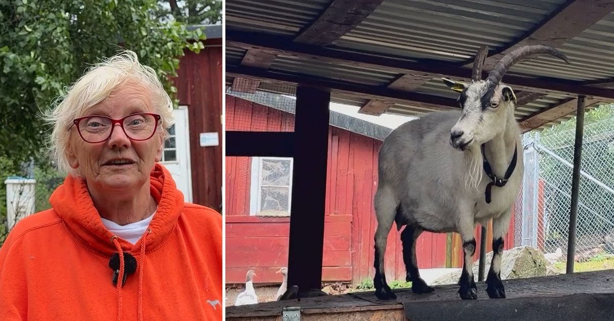 Eva i Mariefred har r&auml;ddat djur i &ouml;ver 50 &aring;r: &rdquo;G&ouml;r det jag kan&rdquo;