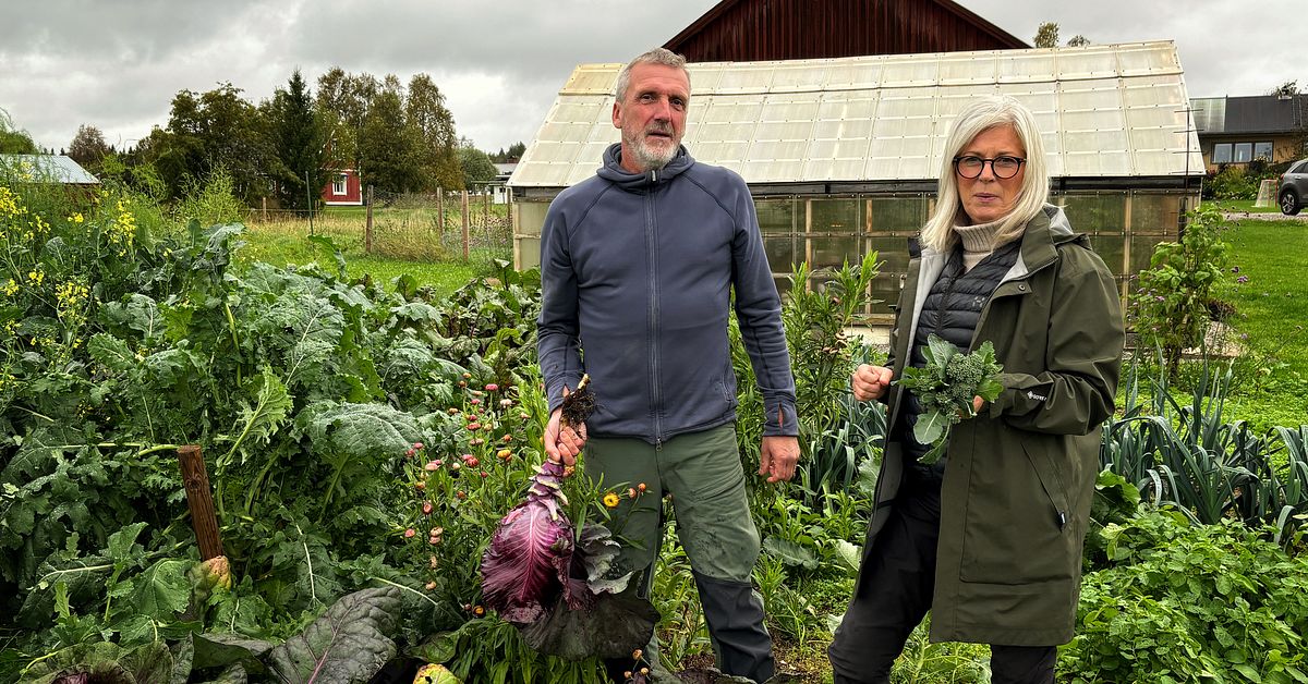Marias cancer förändrade livet – nu odlar familjen i Kalix allt själv