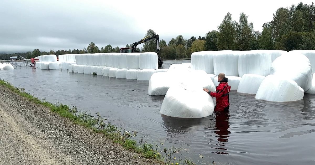 Byn Kubbe i Örnsköldsvik är översvämmad – ån steg fyra meter