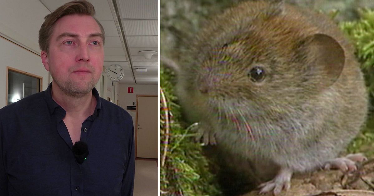 Smittskyddet: Skillnaden mellan influensa och sorkfeber