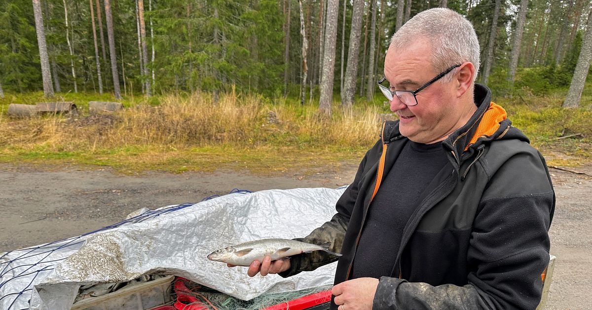 Kommuner i Norrland kräver stopp för industrifisket i Östersjön