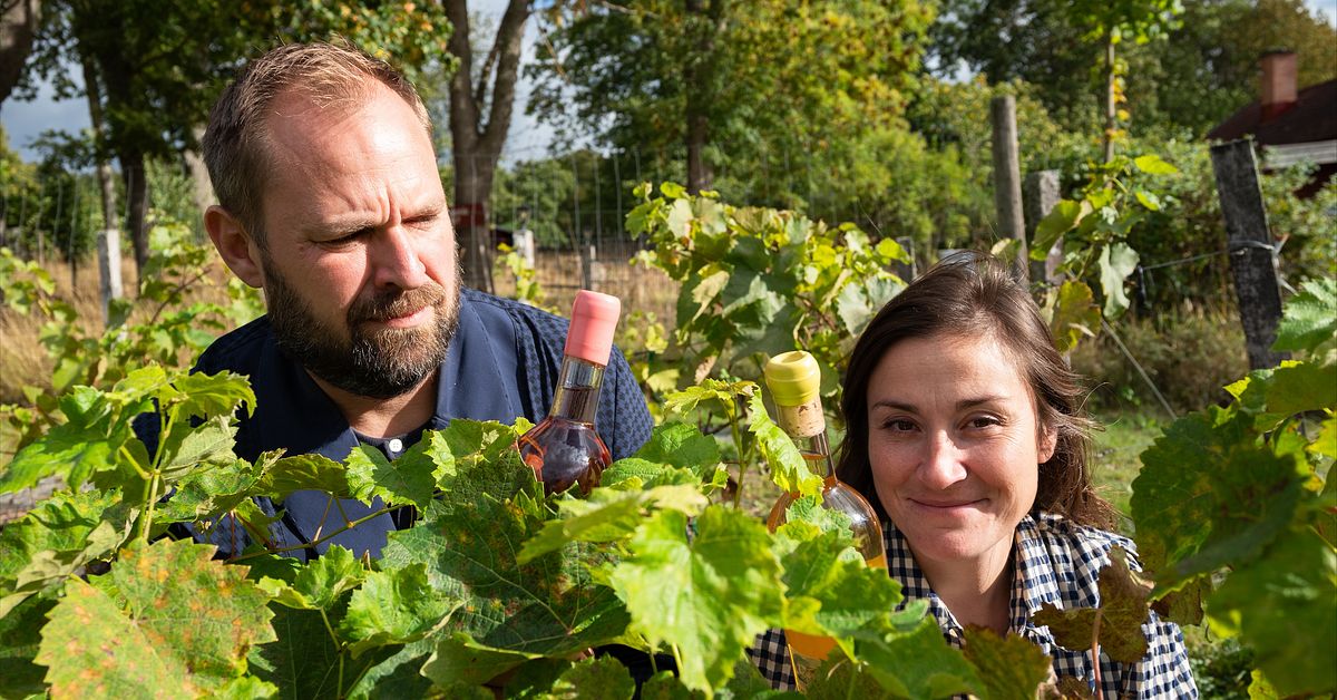 Ving&aring;rds&auml;garna vittnar om turistboom i S&ouml;rmland: &rdquo;Det blomstrar&rdquo;